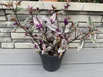 Tradescantia
