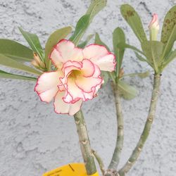 "SALLY" Dessert Rose "Adenium Obesum " Plant $45