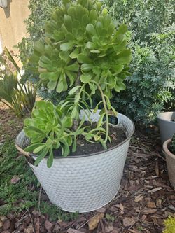 Large In Size. Pick Up