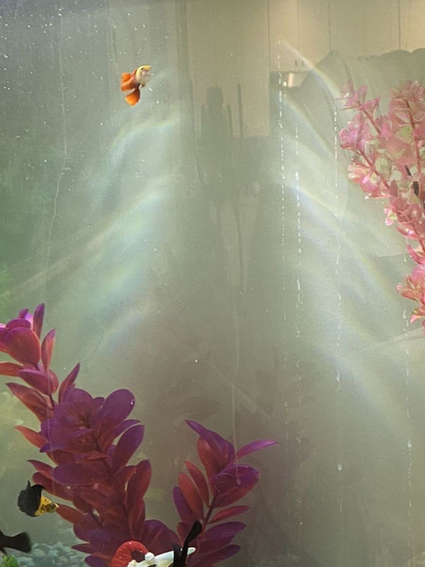 Aquarium Without Fish