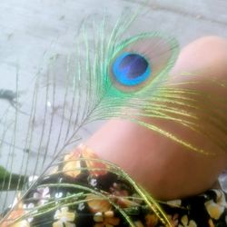 Real Peacock Feathers (Bulk) For All