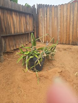 Dragon fruit