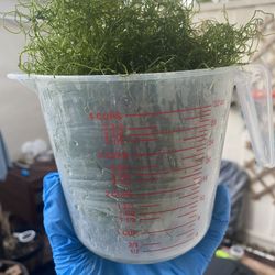 Live Chaeto Chaetomorpha Macro Algae Reef Refugium Saltwater Plant Marine