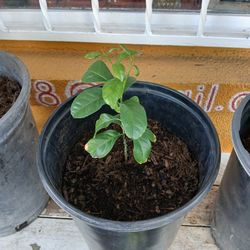 Lemon Tree / Lemon Plant / Planter 