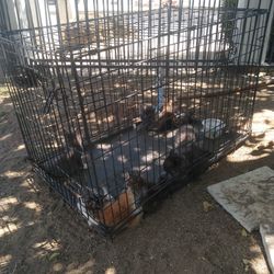 Free Kennel 