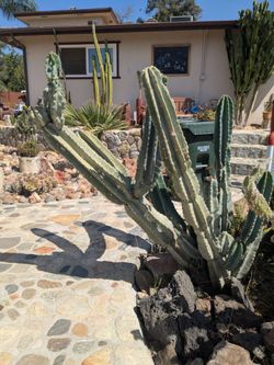 Peruvian Apple Cacti