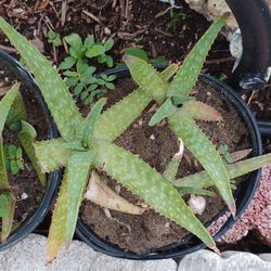 3 premature Soap Aloe