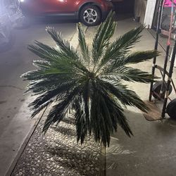 Sego Palms for Sale!!!