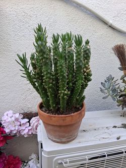 Large Cactus in Terra Cotta Pot