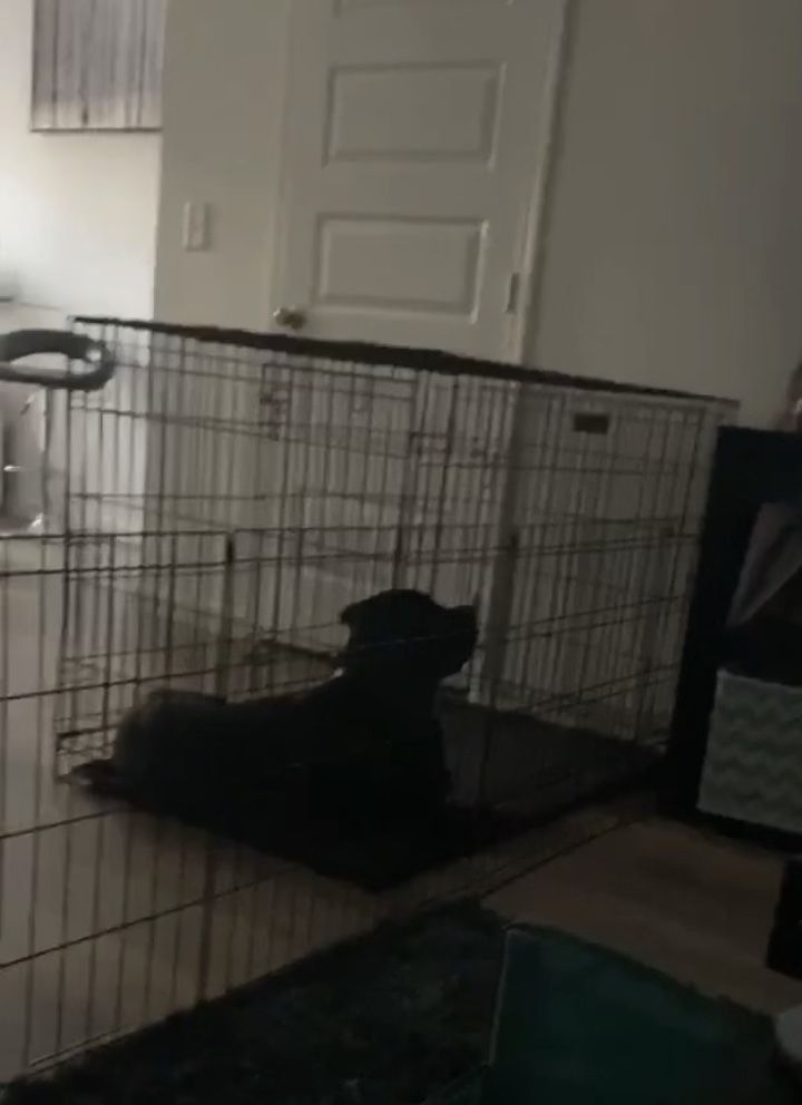 Dog Cage