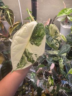 Dragon Scale Albo