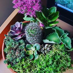 Succulents