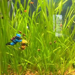 Vallisneria(Aquarium Plant)
