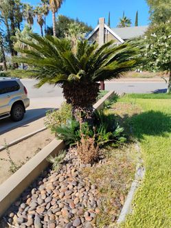 Mature Sego Palm
