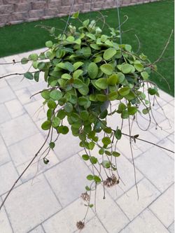 Hoya Mathilde
