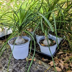 Pony Tail Palm Tree Plants 