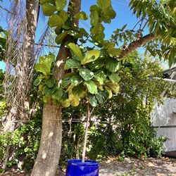 Fig Leaf Fig- 12 Feet W/Pot