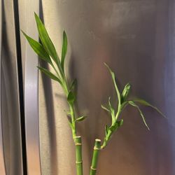 2 bambú Vase Princess house.