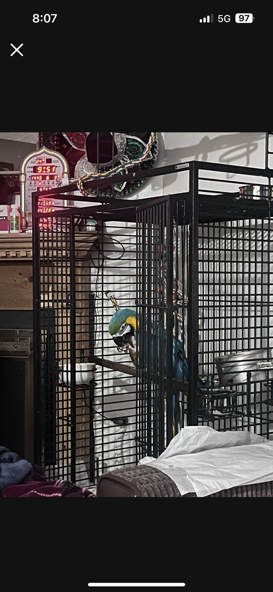 Cage With Macaw