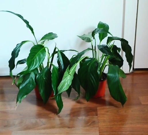 Live Peace Lilly Indoor House Plants With Nursery Pots . Last 2 Left