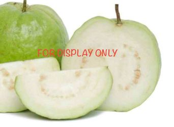 Plant White Guava Tree