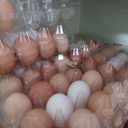 Free Range Organic Eggs 