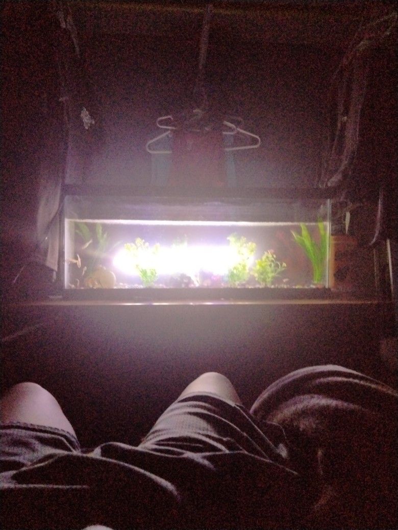 Fish Tank