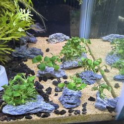 Betta Buddies (Anubias Petite On Seiryu Stone)