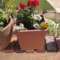 Potted Plant Full Sun 