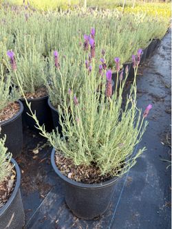 Sale Spanish lavender 5 gal