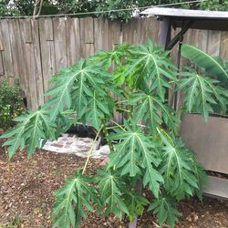 Papaya Tree