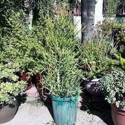 Euphorbia  Pencil Cactus Extra Large Cactus 