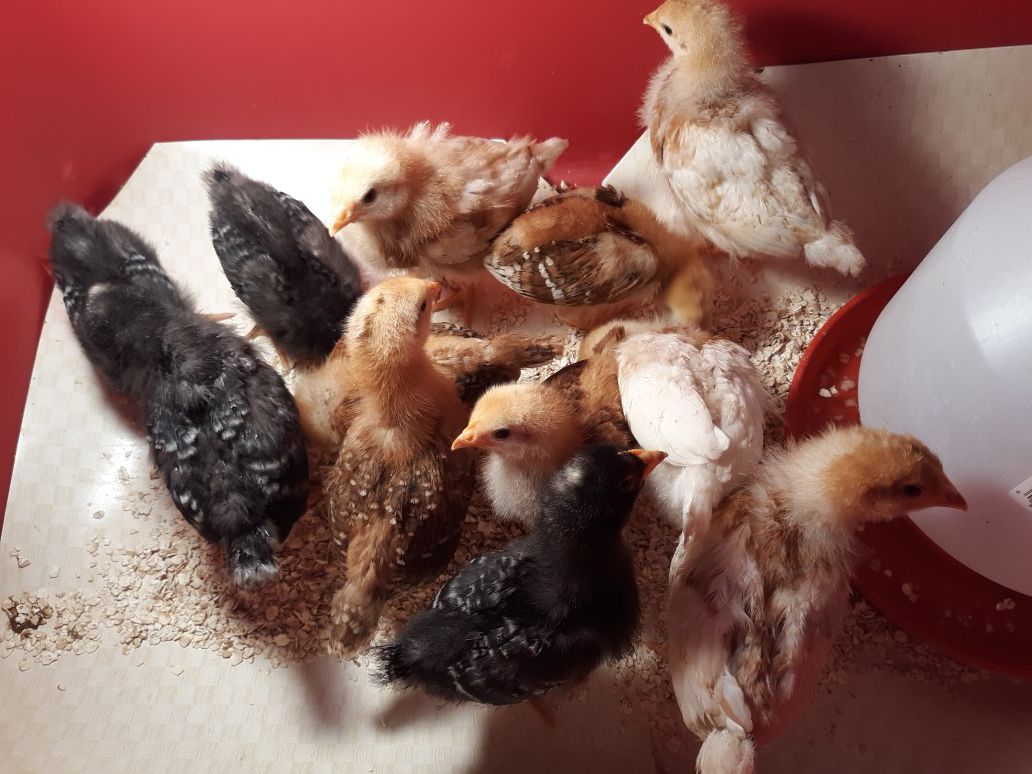 12 Baby chicks pullets