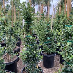 15 Gallon Wax Leaf Privet