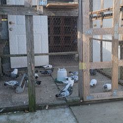 Pigeons 