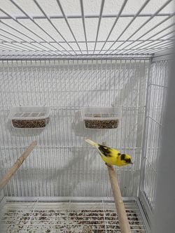 🌟 Spanish Timbrado Canaries for Sale - Ready to Breed & Sing! 🎶