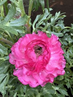 Ranunculus – Blooming Beauty in 4” Pot