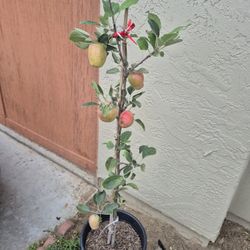  Anna Apple Tree 