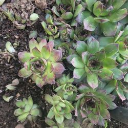 Hens & Chicks.  Free On Curb By Mail Box