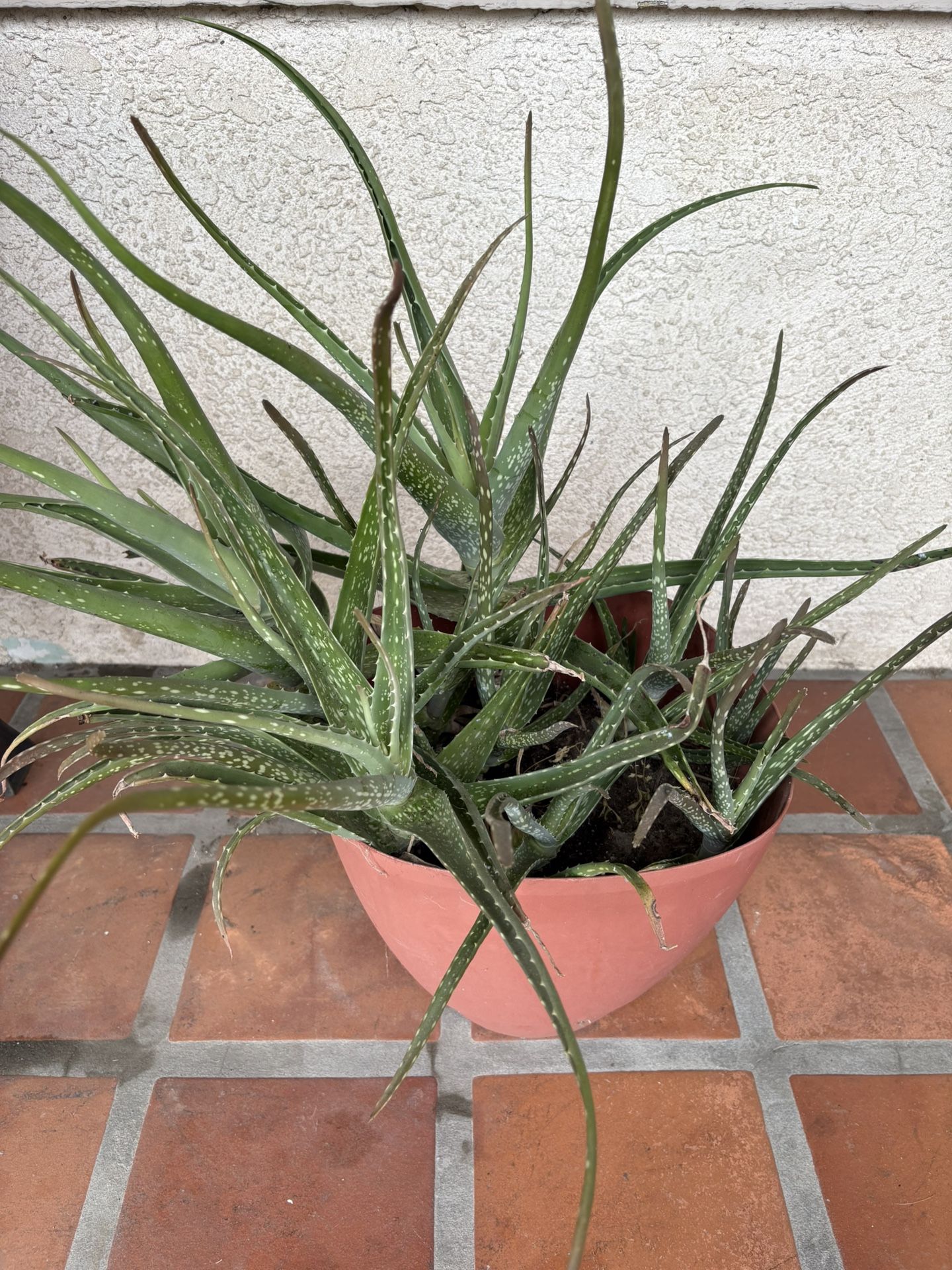 Large Aloe Vera Plant Healthy 