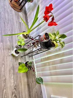 6 potted plants-one price