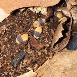 Clean Up Crew For Reptiles and Bioactives