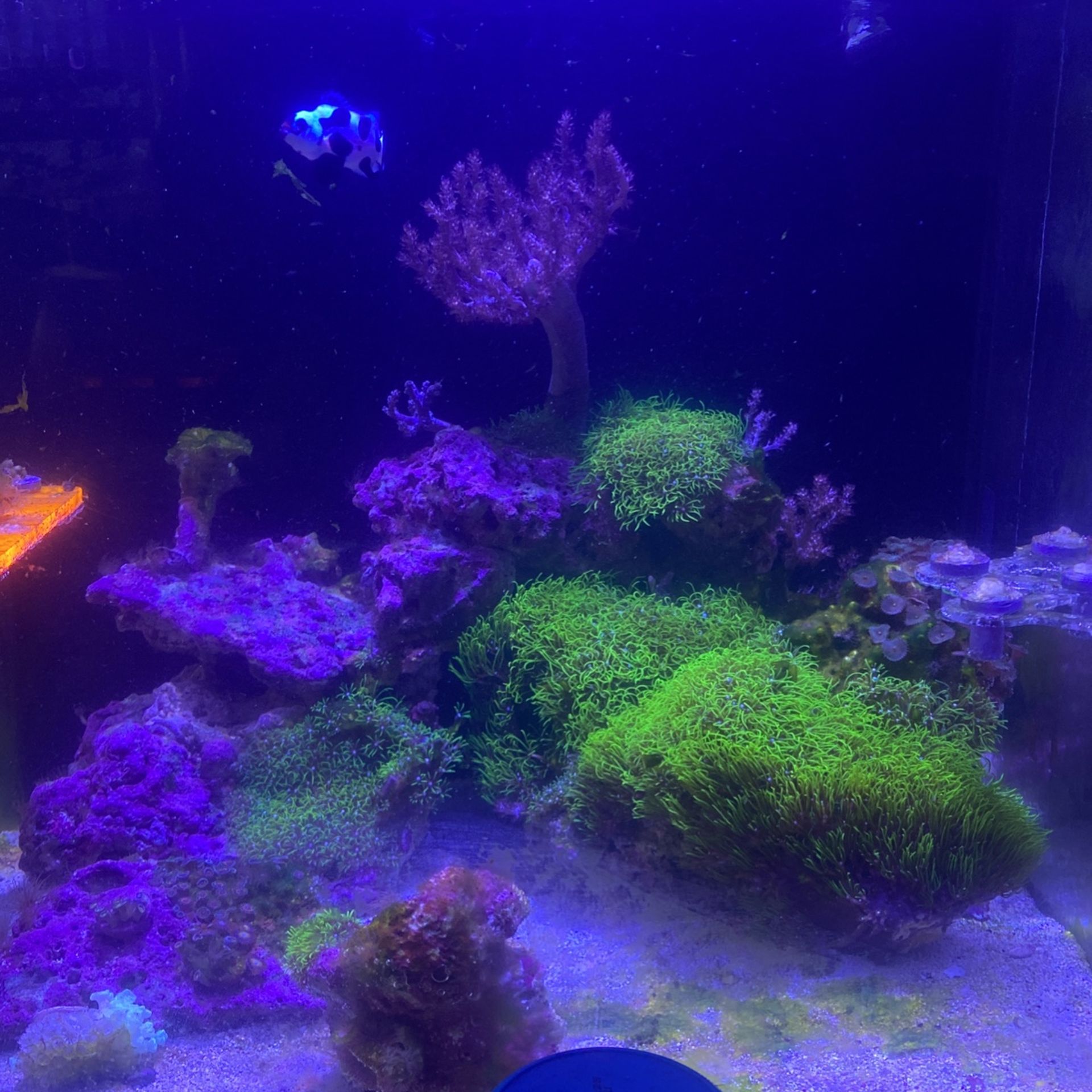 Live Rock For Sale Some With Coral On It for Sale in Ontario, CA - OfferUp