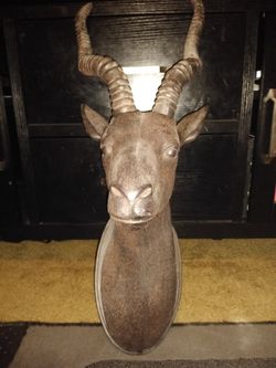 Genuinely FAKE Gazelle Head Wall Mount