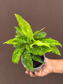 5” aglaonema pictum tricolor