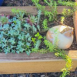 Cute Handmade Cedar Planter With Succulents And A Ceramic Chicken 