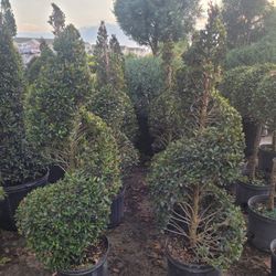 Topiaries Large 