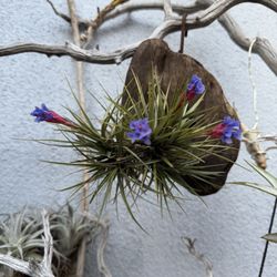 Soo Many Airplant Creations , Some Blooming
