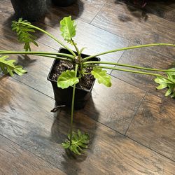 Philodendron Xanadu Plant