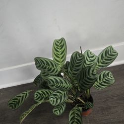 Prayer Plant